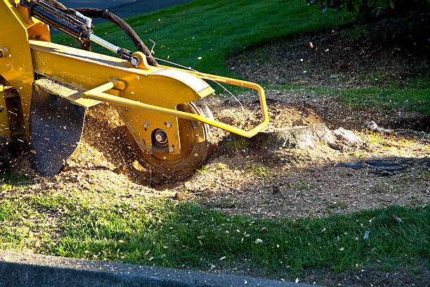 How Our Tree Care Process Works  in  Broadview Heights, OH